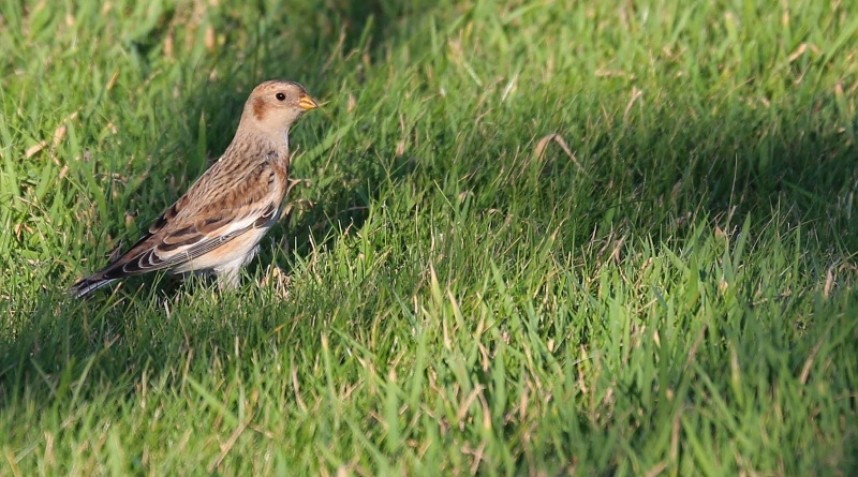  Snow Bunting in the Flamborough Fog Station © Richard Baines