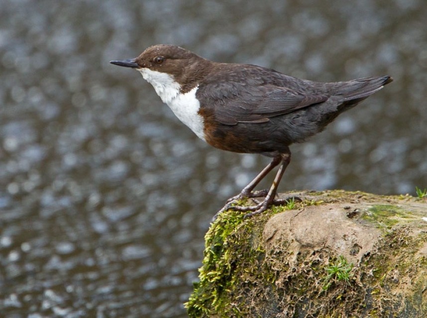  Eurasian Dipper © Steve Race
