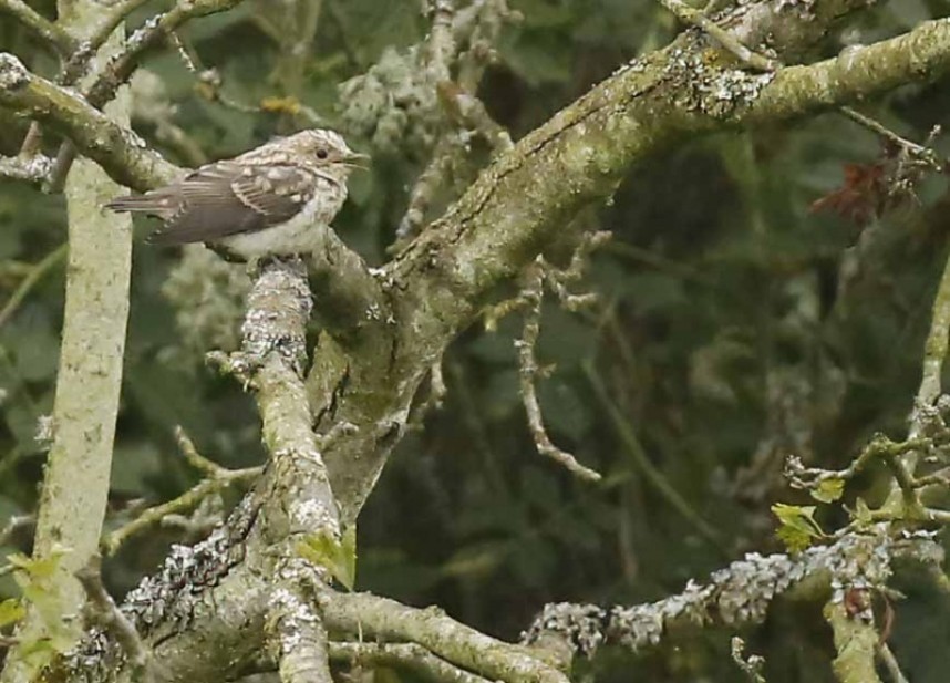  Juvenile Spotted Flycatcher © Richard Baines