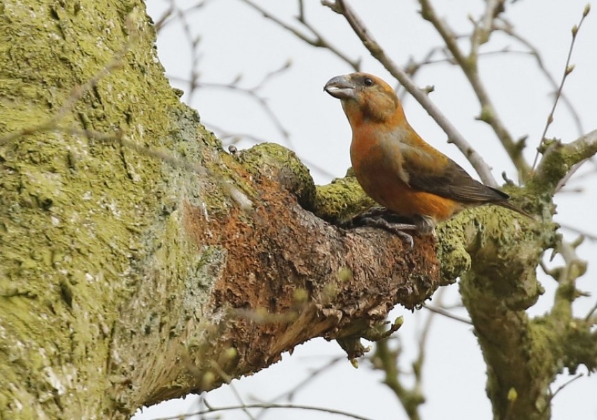  Common Crossbill - male © Richard Baines