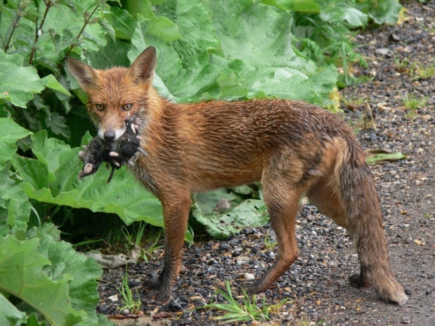  Red Fox Norfolk © Richard Baines