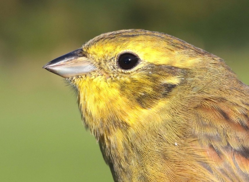  Yellowhammer © Dan Lombard