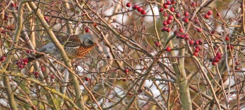  Fieldfare in the hedge feeding on Hawthorn berries © Richard Baines