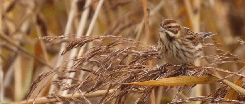  Reed Bunting © Richard Baines
