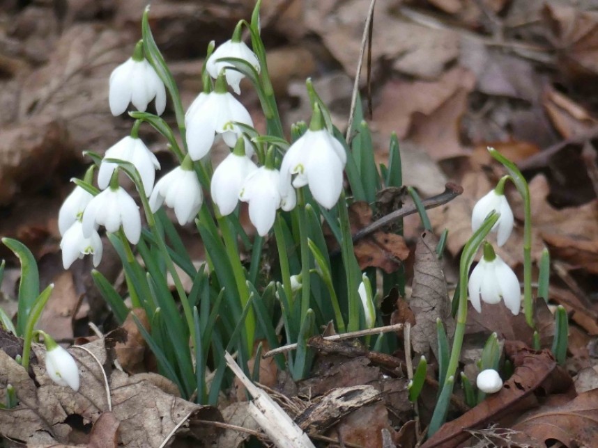  Snowdrops © Margaret Boyd
