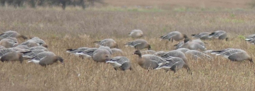  Pink-footed Geese in a local stubble field © Margaret Boyd