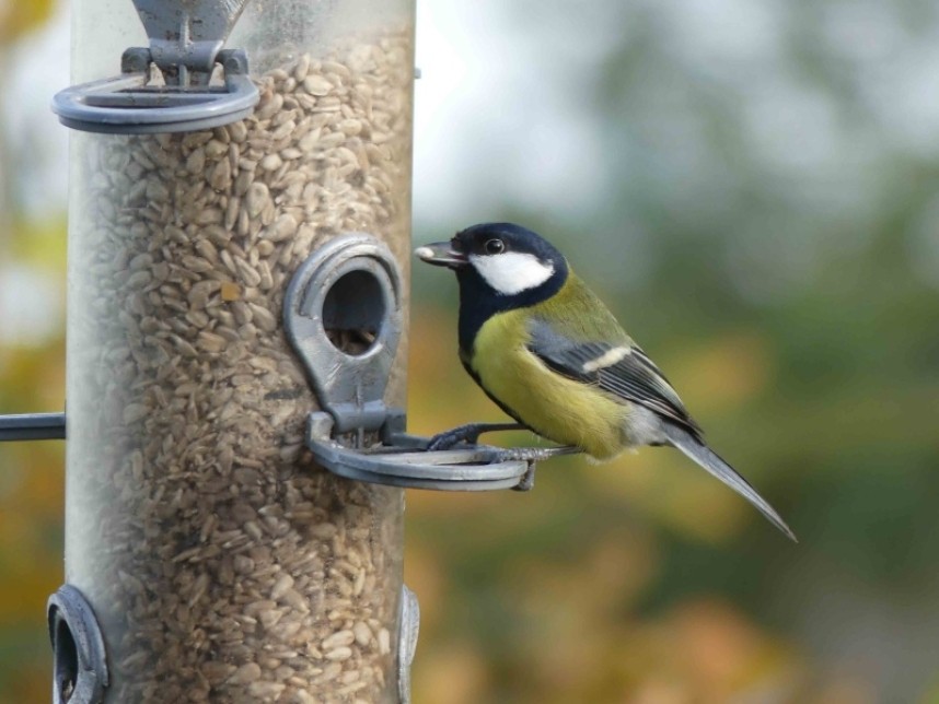  Great Tit © Margaret Boyd