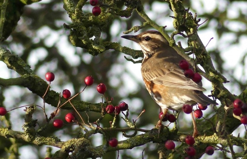  Redwing © Margaret Boyd