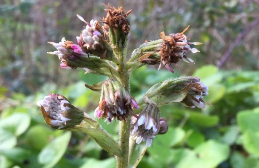  Winter Heliotrope © Margaret Boyd