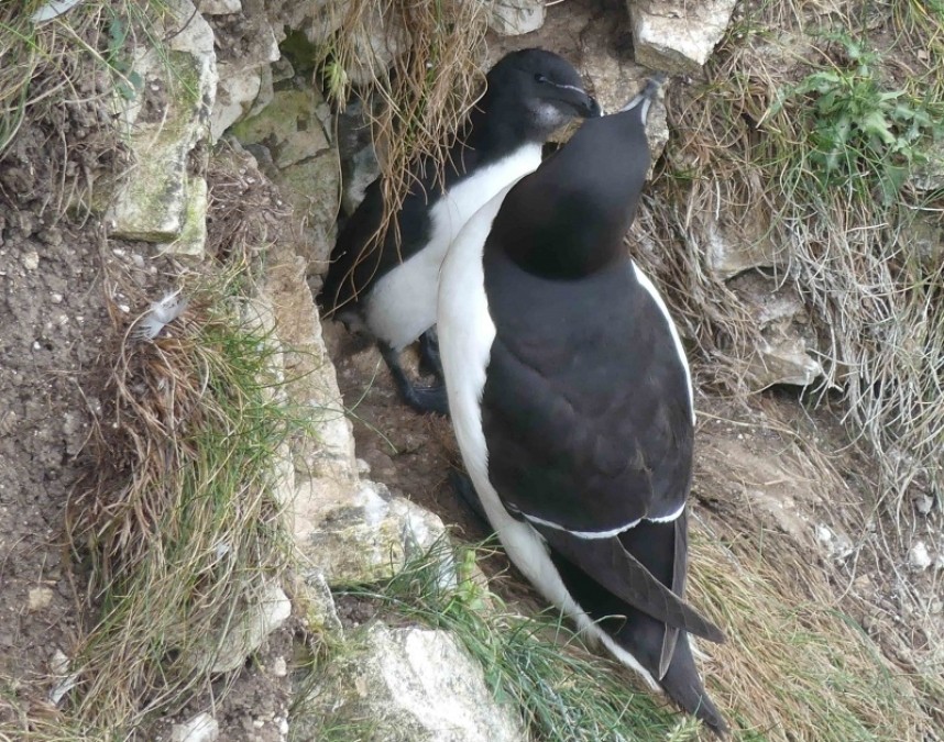  Razorbill nest with chick © Margaret Boyd
