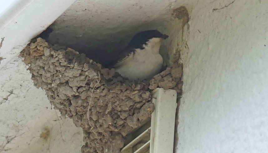  House Martin nest © Margaret Boyd