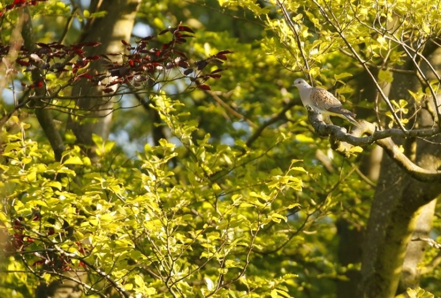  European Turtle Dove North Yorkshire © Richard Baines