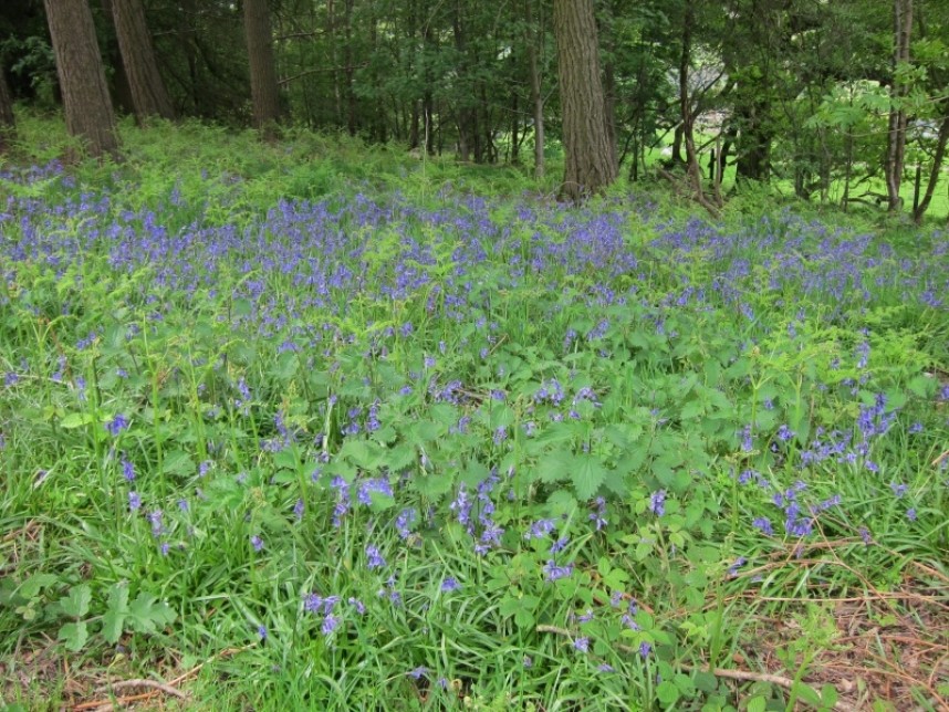  Ancient Woodland Flowers © Richard Baines 