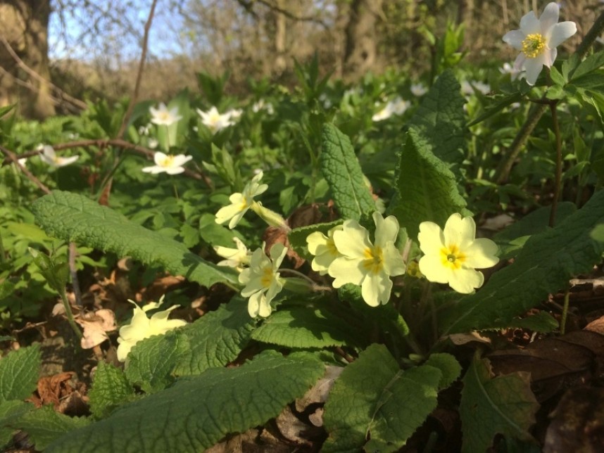  Primrose © Richard Baines 