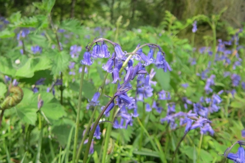  English Bluebell © Richard Baines 