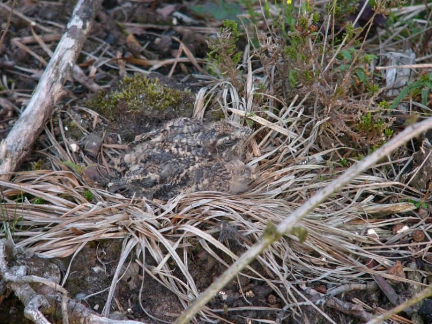  European Nightjar chick © Richard Baines