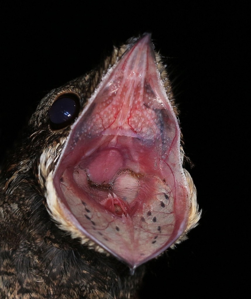  European Nightjar © Dan Lombard