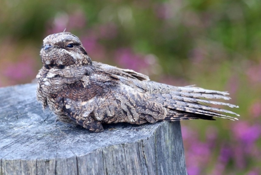  European Nightjar © Dan Lombard
