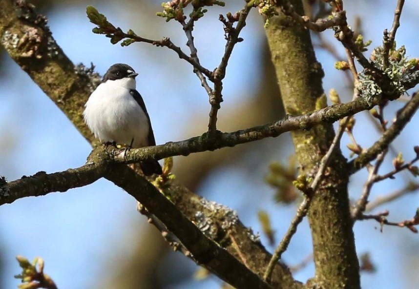  Pied Flycatcher © Richard Baines
