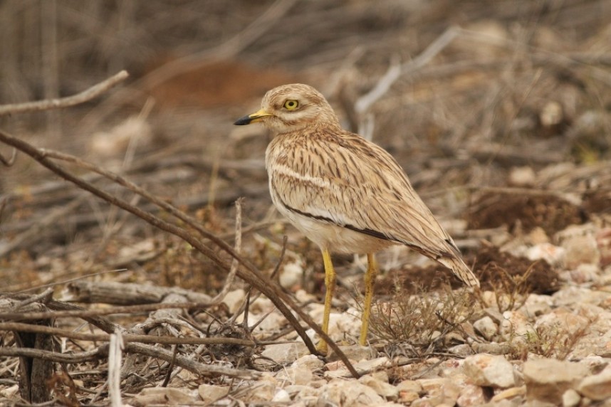  A Stone-curlew over Filey North Cliff in late February was a wonderful surprise © Mark Pearson