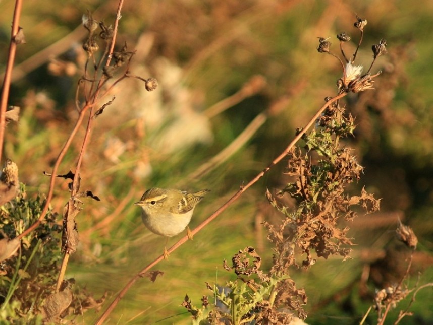  One of the most unexpected but magical of nocmig records – a Yellow-browed Warbler! © Mark Pearson