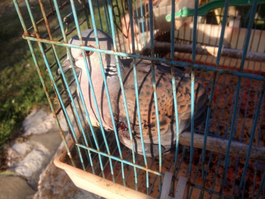  A shot Turtle Dove taken into care on the flyway