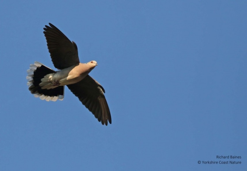  Turtle Dove over the blue skies of North Yorkshire © Richard Baines