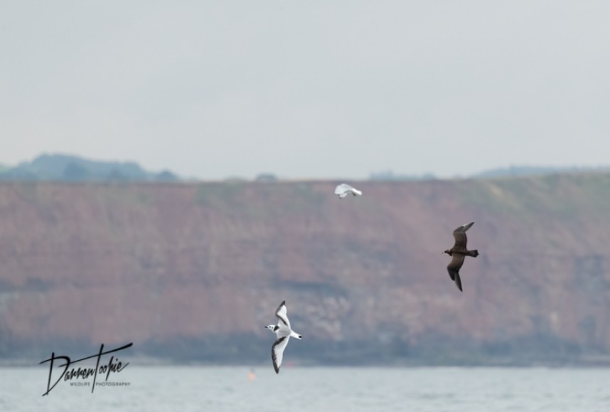  Arctic Skua and Kittiwake YCN Seabird & Whale Trip © Darren Toohie