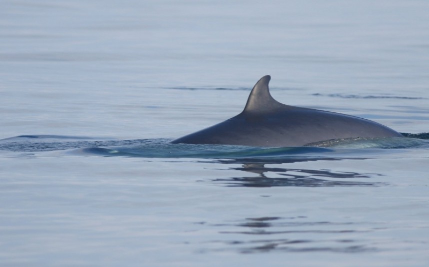  Minke Whale 10th Sept trip © Mark Pearson