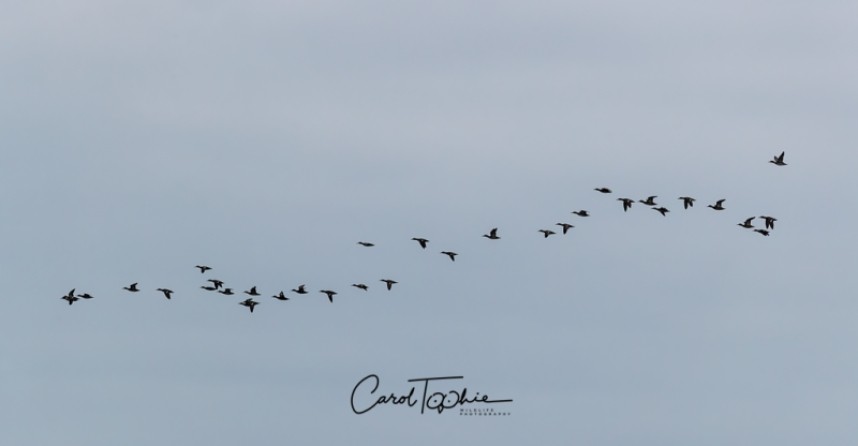  Common Scoter YCN Seabird & Whale Trip © Carol Toohie