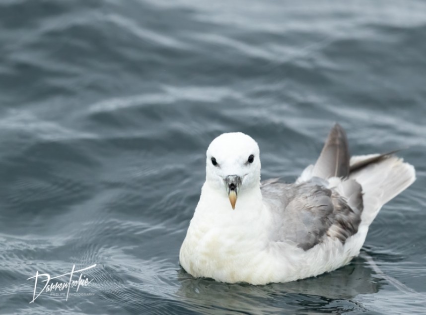  Northern Fulmar YCN Seabird & Whale Trip © Darren Toohie
