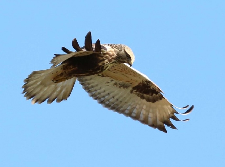  Rough-legged Buzzard - Grindale © Nov 2014 Richard Baines