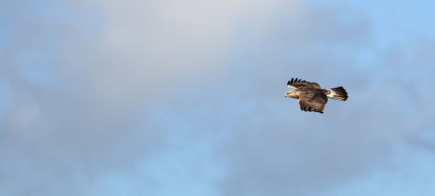 Rough-legged Buzzard - Grindale © Nov 2014 Richard Baines