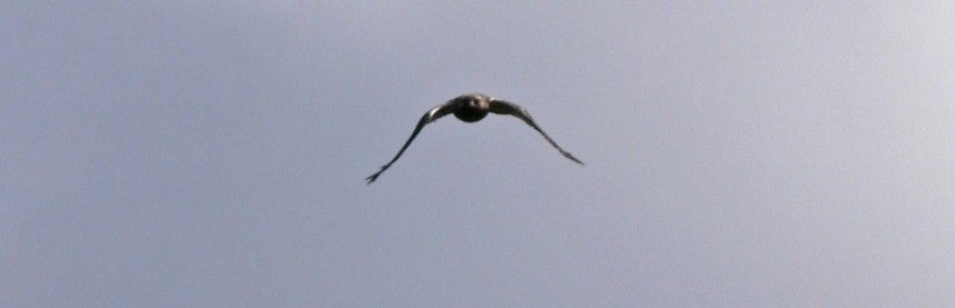  Rough-legged Buzzard in attack mode! Russia July 2008 © Richard Baines