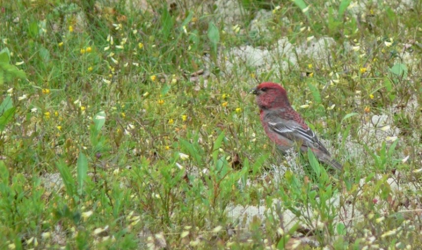  Pine Grosbeak (male) Russia July 2008 © Richard Baines