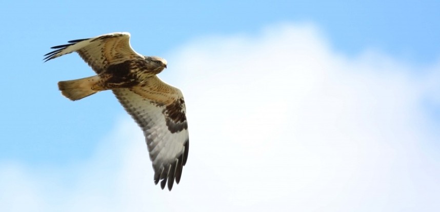  Rough-legged Buzzard - Grindale © Nov 2014 Richard Baines