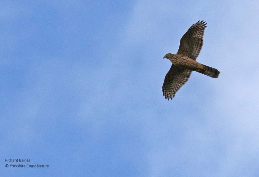  Northern Goshawk flying free in North Yorkshire © Richard Baines