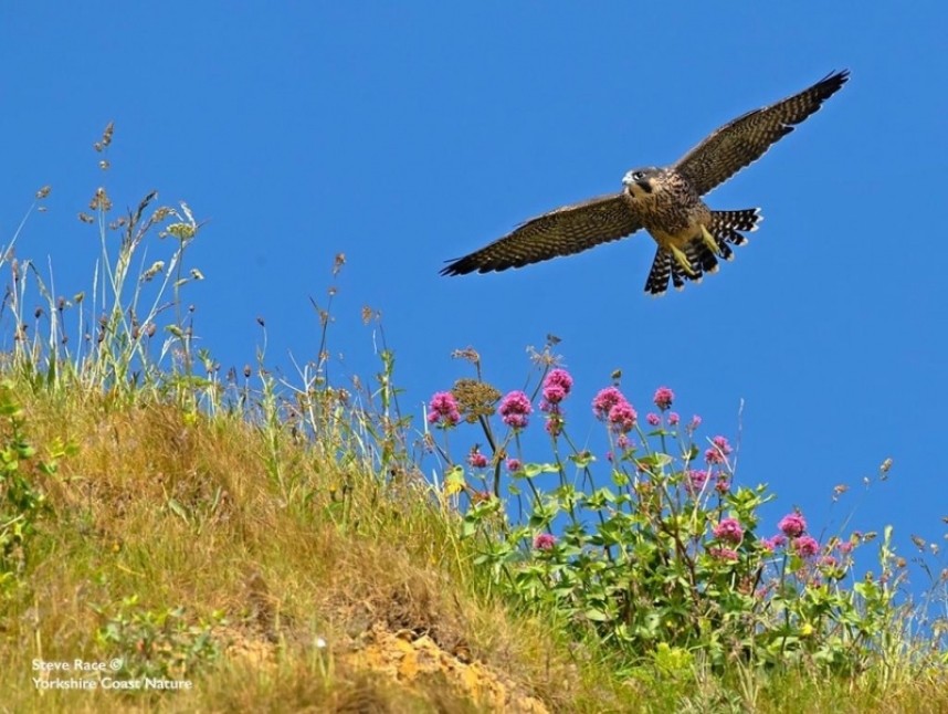  Peregrine Falcon © Steve Race