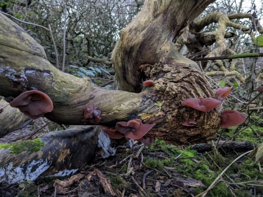  Auricularia auricula-judae – Jelly Ear © Ellie Davison