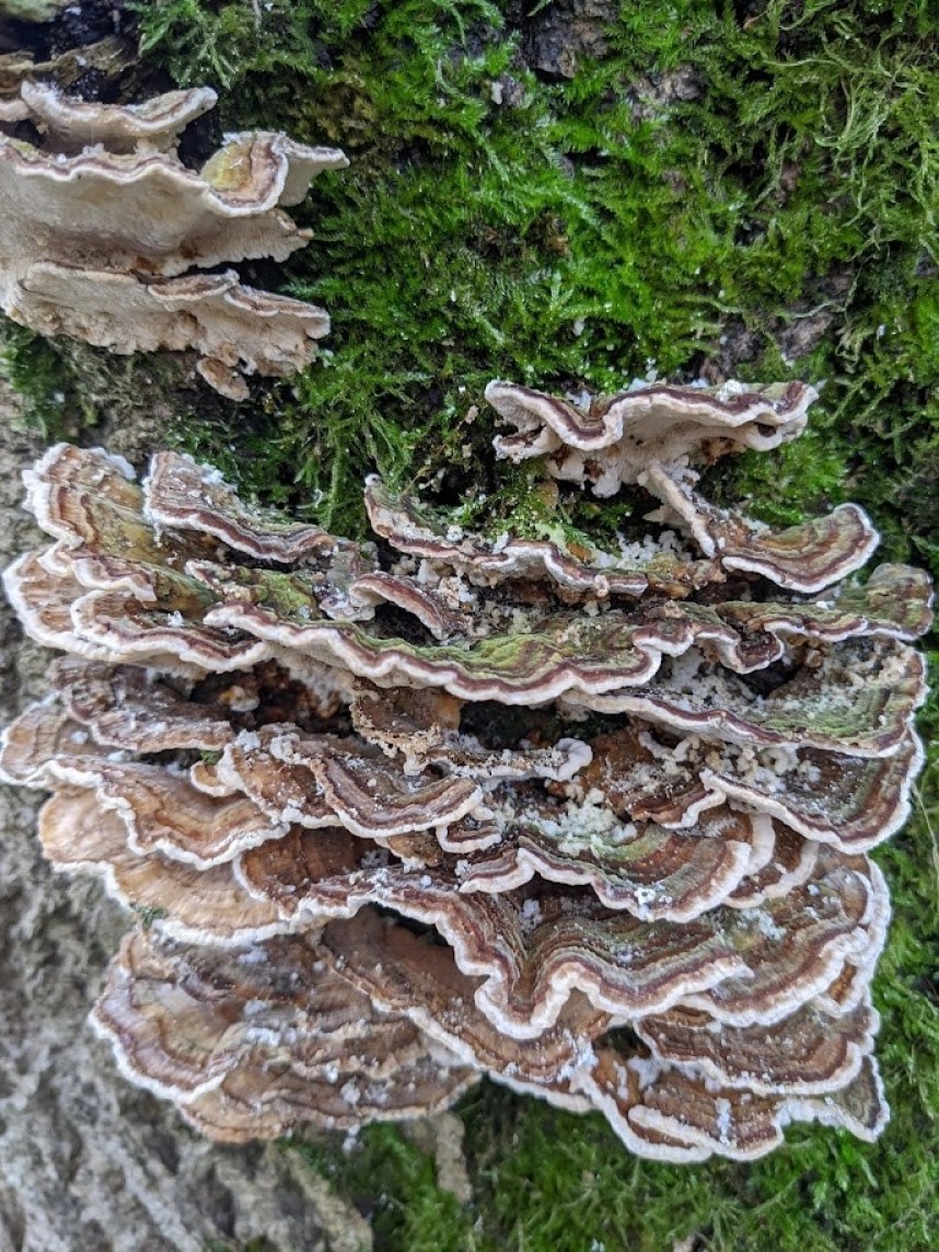  Trametes versicolor – Turkey Tail © Ellie Davison