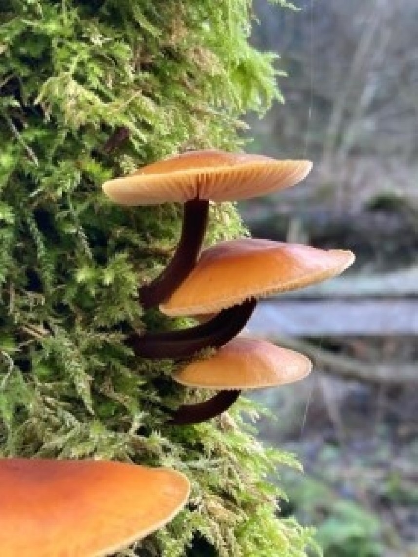  Flammulina velutipes - the Velvet Shank © Dave Arnott