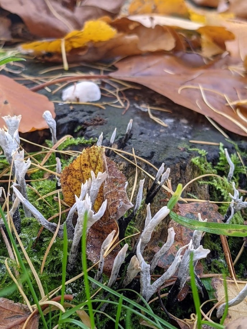  Xylaria hypoxylon – Candlesnuff fungus © Ellie Davison