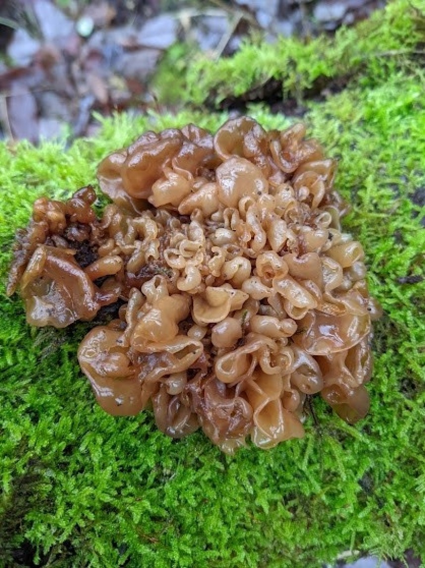  Tremella foliacea – Leafy Brain © Ellie Davison 