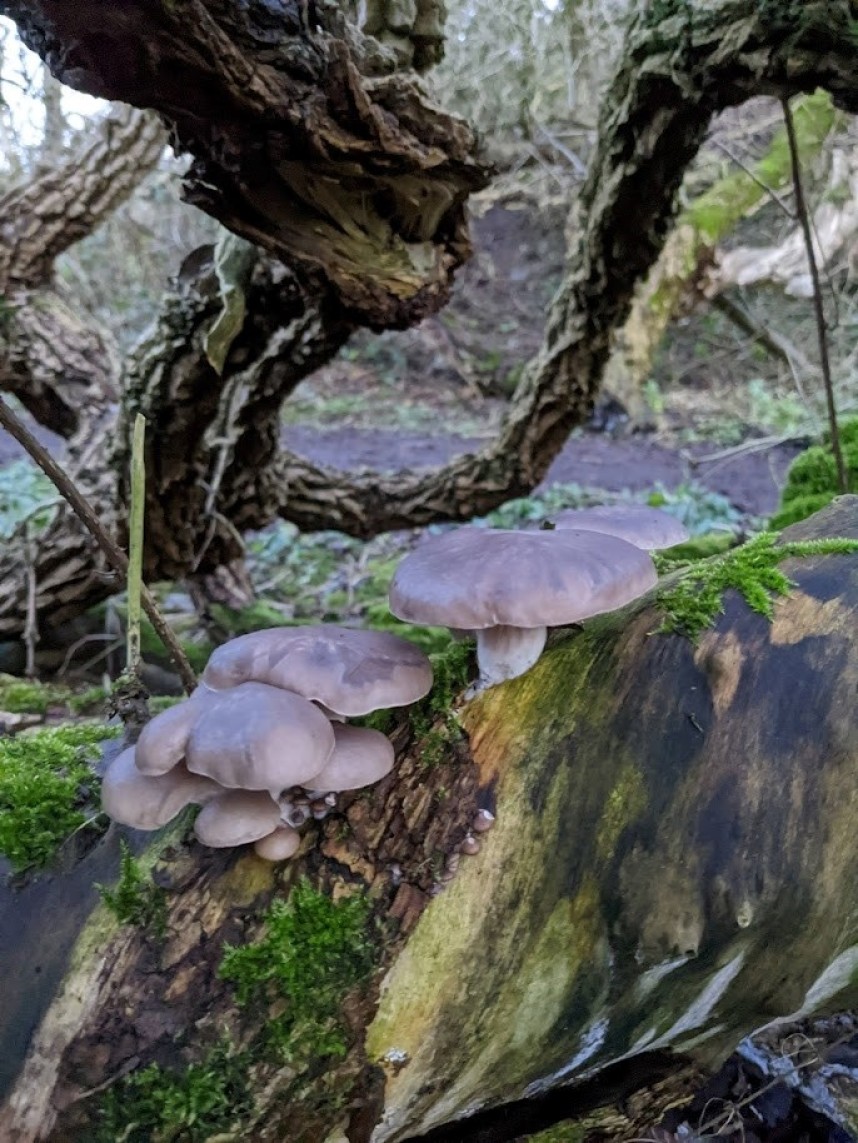  Pleurotus ostreatus – the Grey Oyster © Ellie Davison