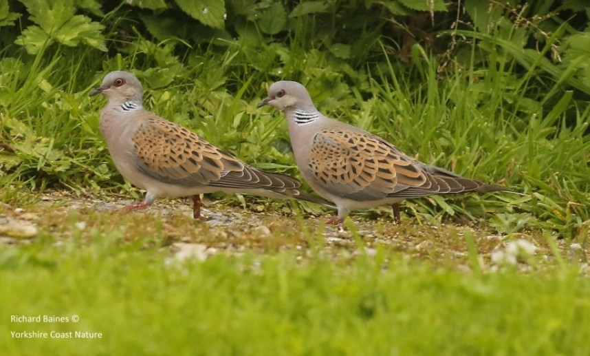  European Turtle Dove North Yorkshire © Richard Baines