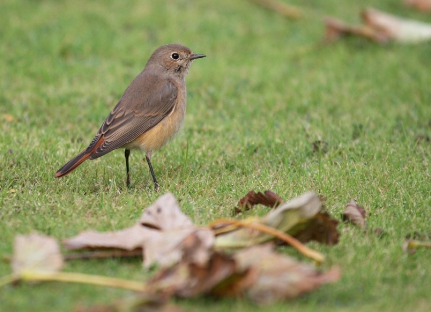  Female Redstart North Yorkshire ©  Richard Baines