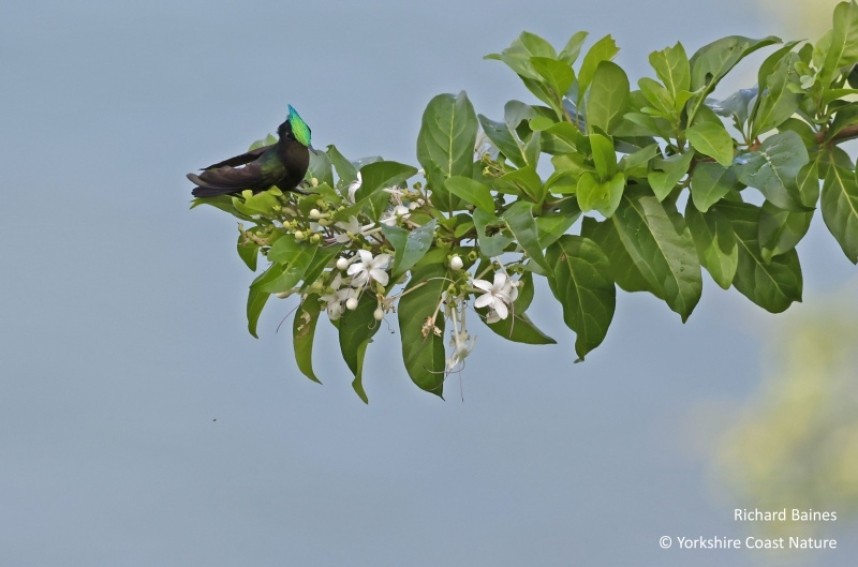  Antillean Crested Hummingbird  - Dominica Nov 2022 © Richard Baines