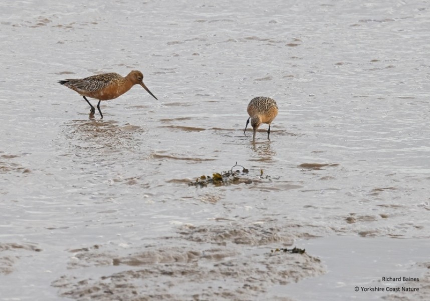 Bar-tailed Godwits (males) © Richard Baines