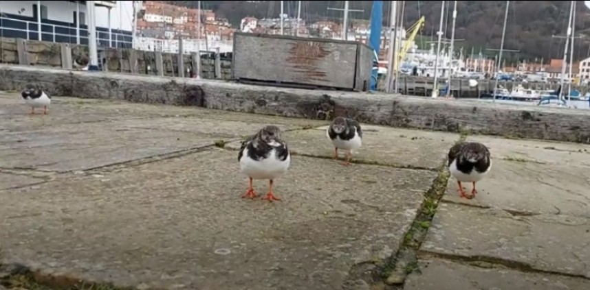  Turnstone © Mark Pearson