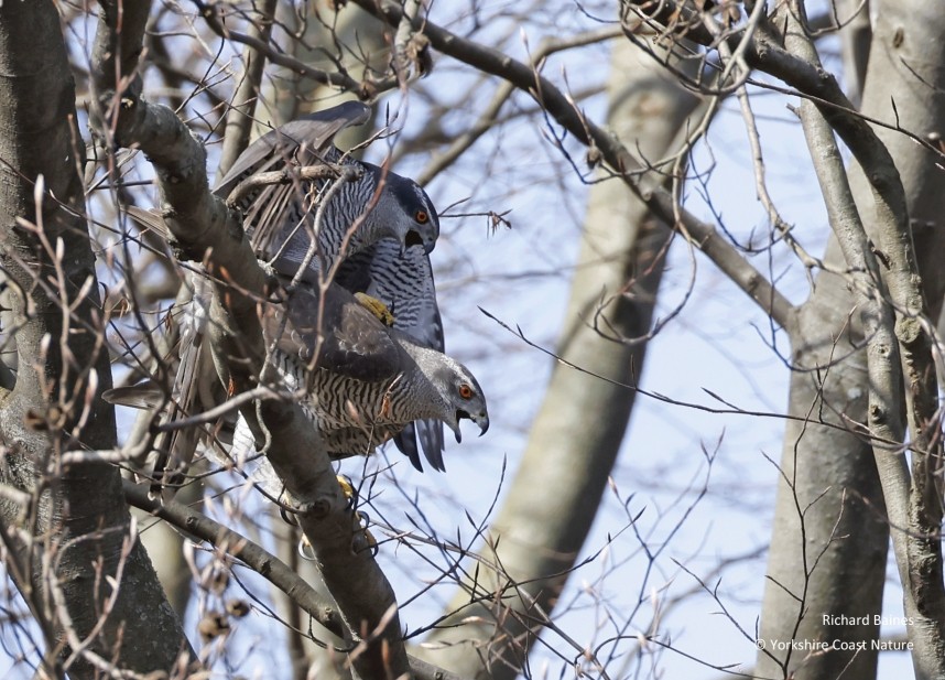  Northern Goshawks mating - Berlin March 2024 © Richard Baines